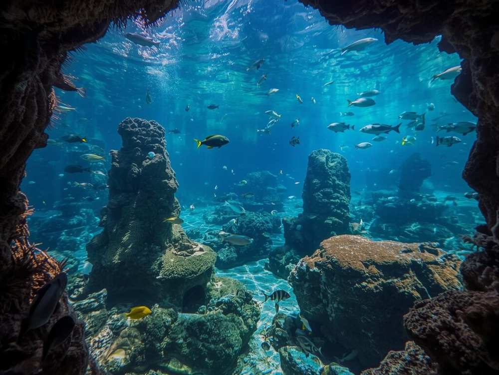 Dubai Aquarium & Underwater Zoo